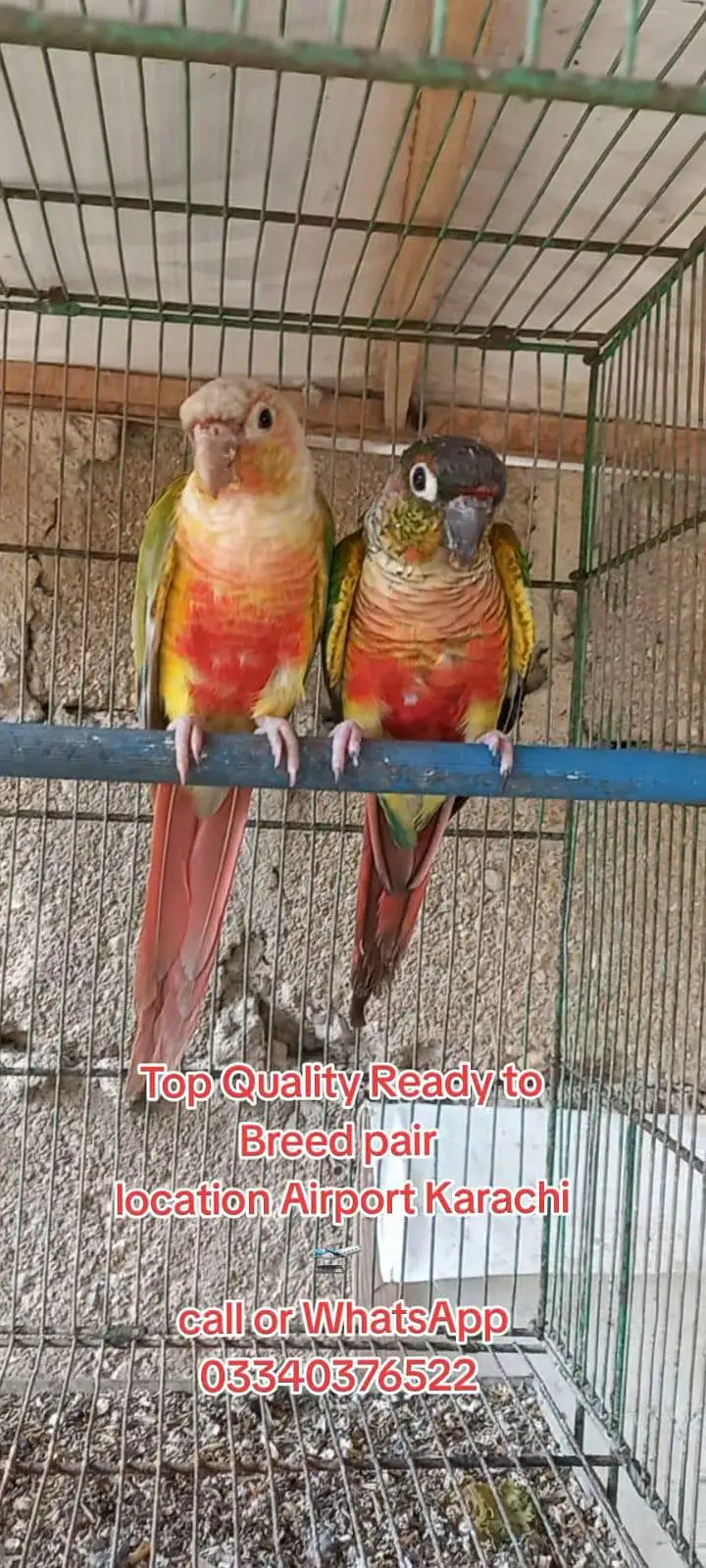 Top Quality Colorfull Conure ready to breed pair 03340376522 — photo 6