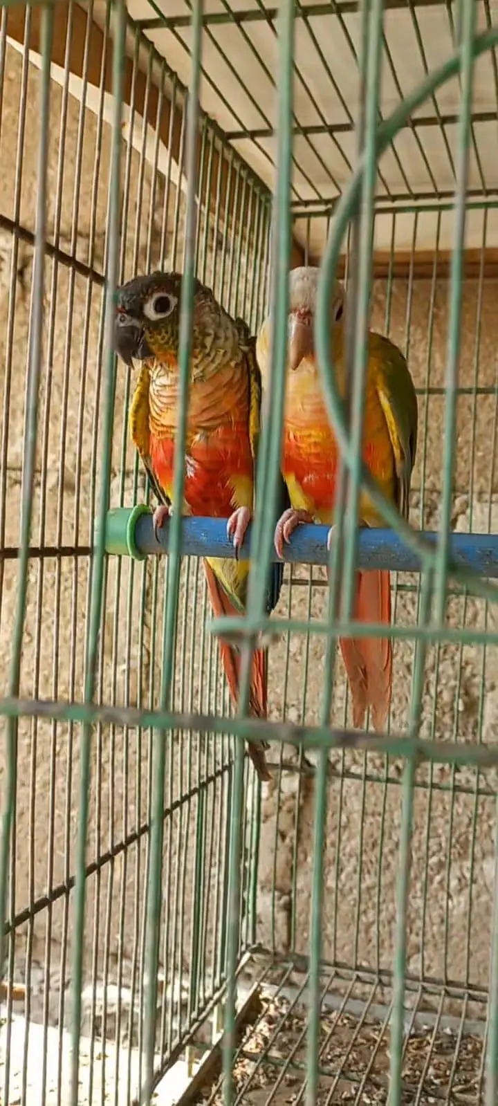 Top Quality Colorfull Conure ready to breed pair 03340376522 — photo 7