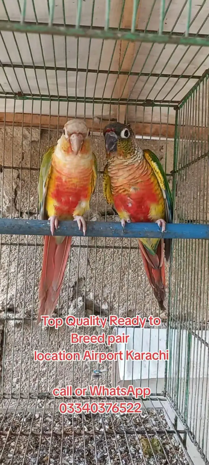 Top Quality Colorfull Conure ready to breed pair 03340376522 — photo 8