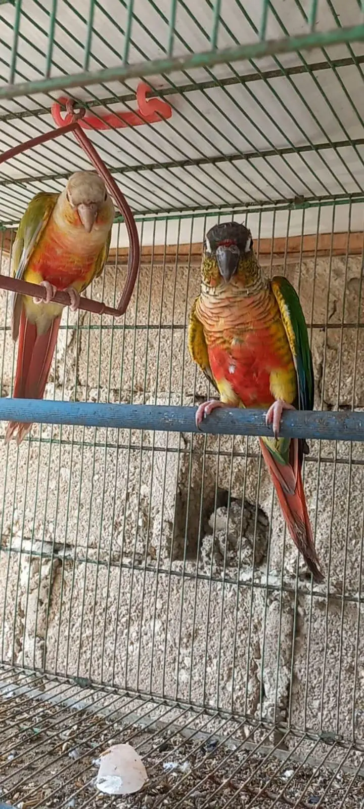 Top Quality Colorfull Conure ready to breed pair 03340376522 — photo 9