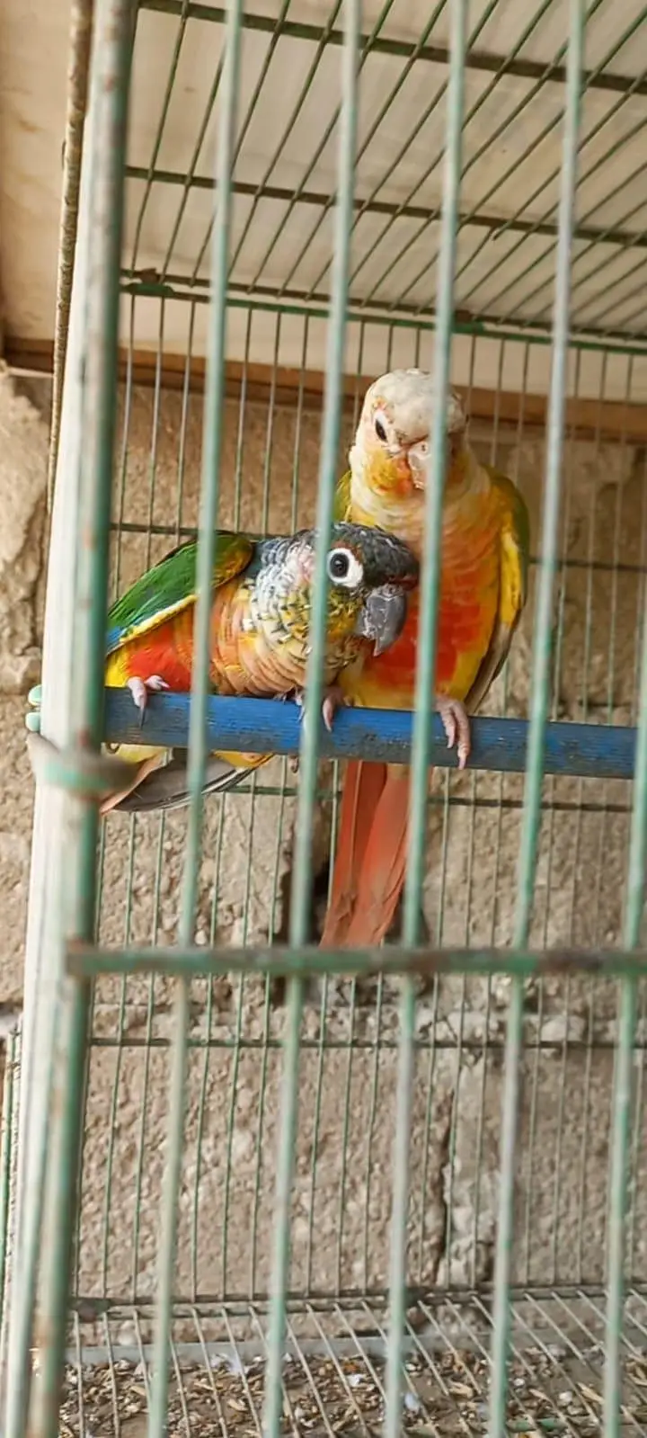 Top Quality Colorfull Conure ready to breed pair 03340376522 — photo 10