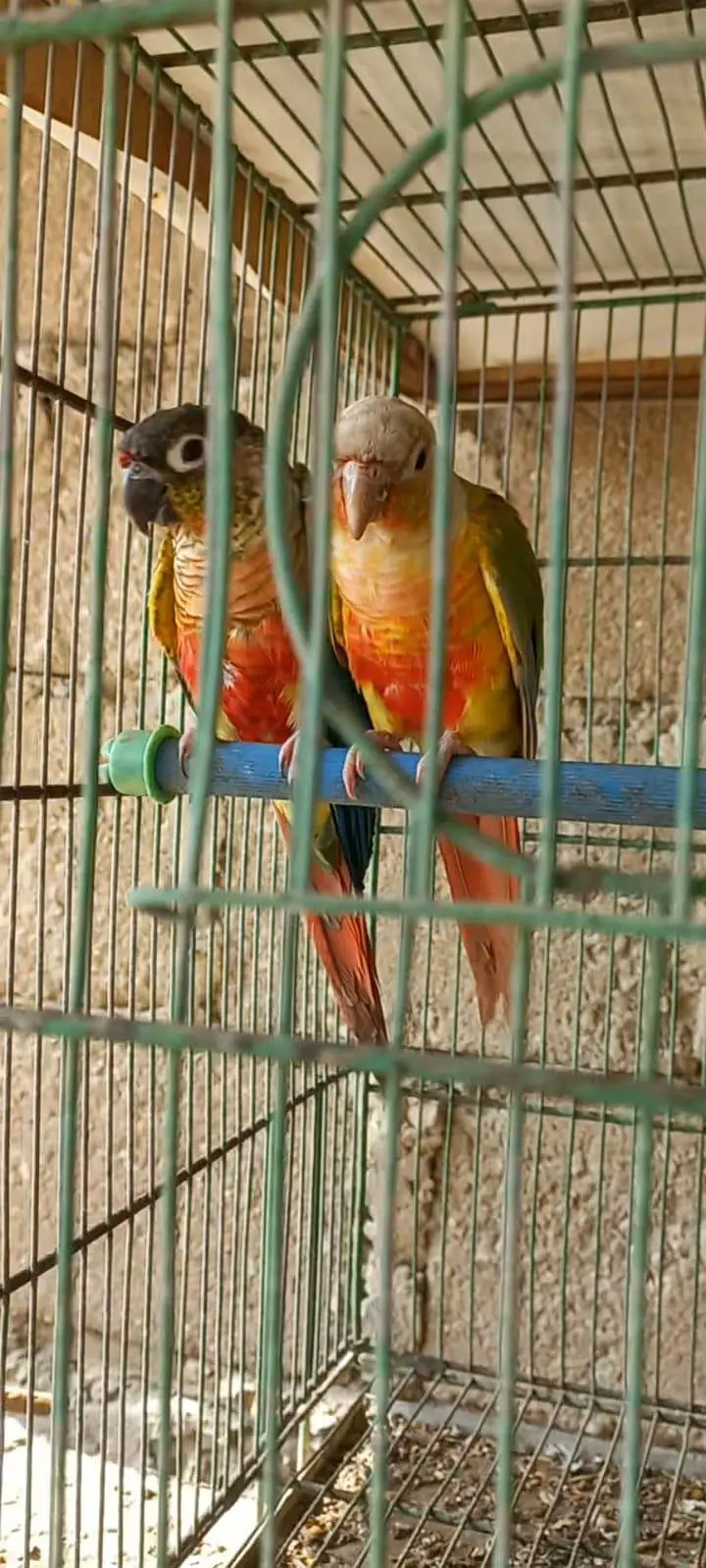 Top Quality Colorfull Conure ready to breed pair 03340376522 — photo 11