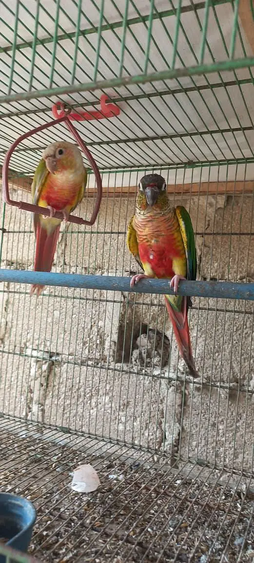 Top Quality Colorfull Conure ready to breed pair 03340376522 — photo 12