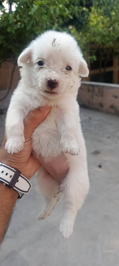5 Russian Dogs