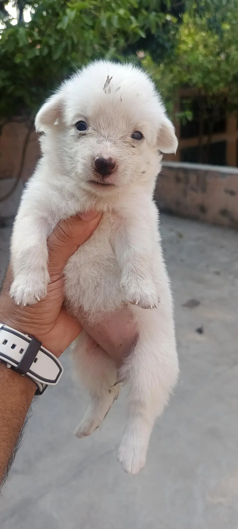 5 Russian Dogs