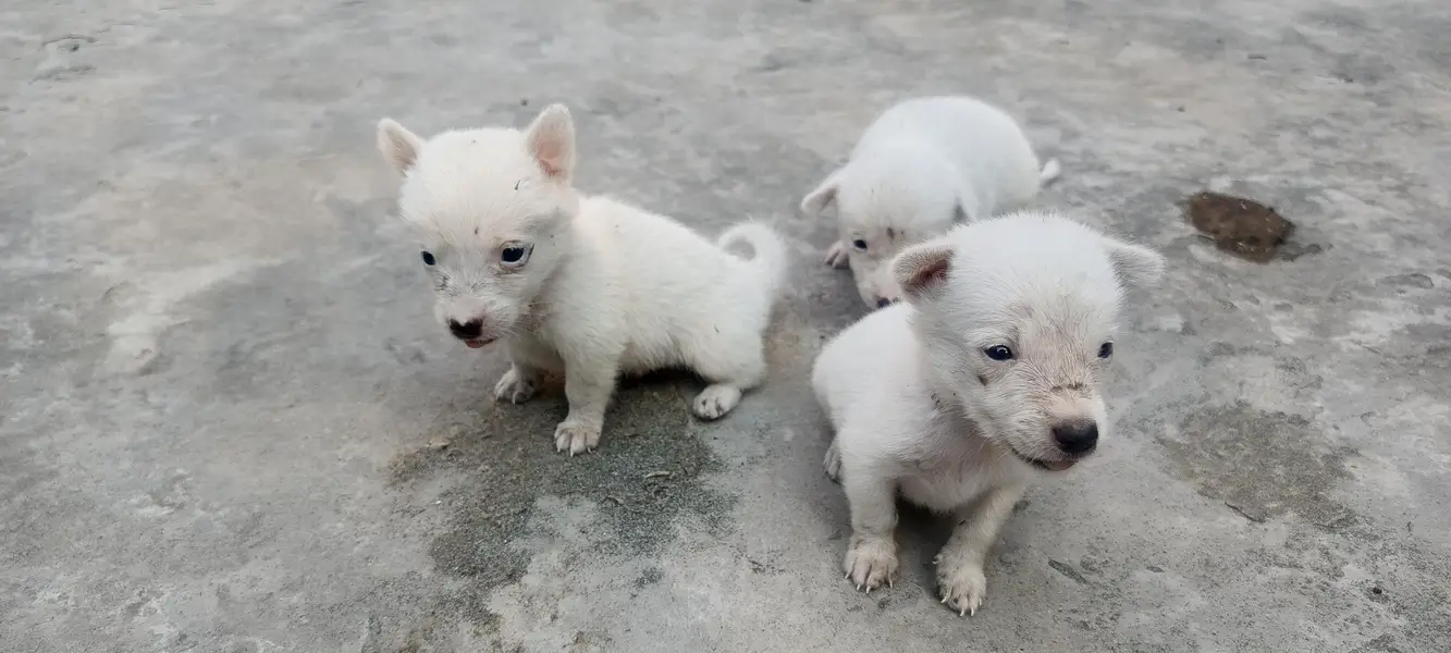 5 Russian Dogs — photo 2