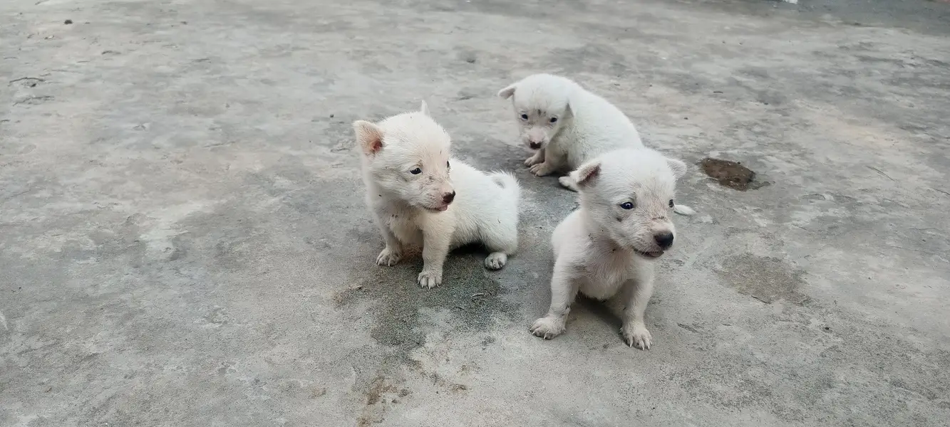 5 Russian Dogs — photo 4