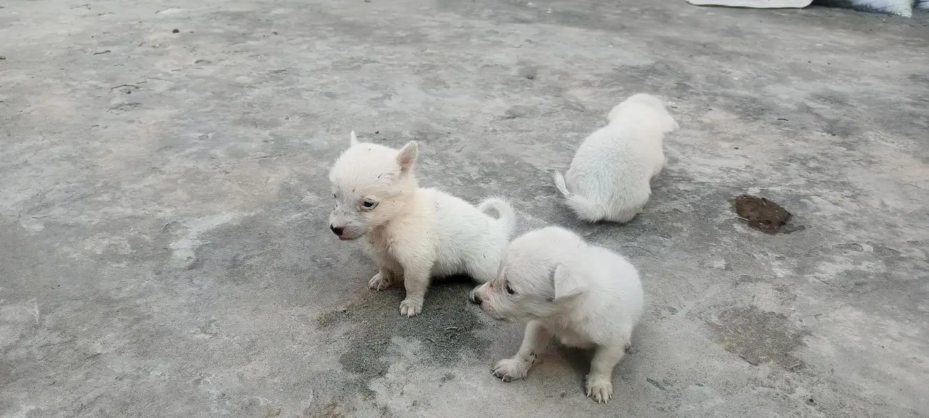 5 Russian Dogs — photo 5
