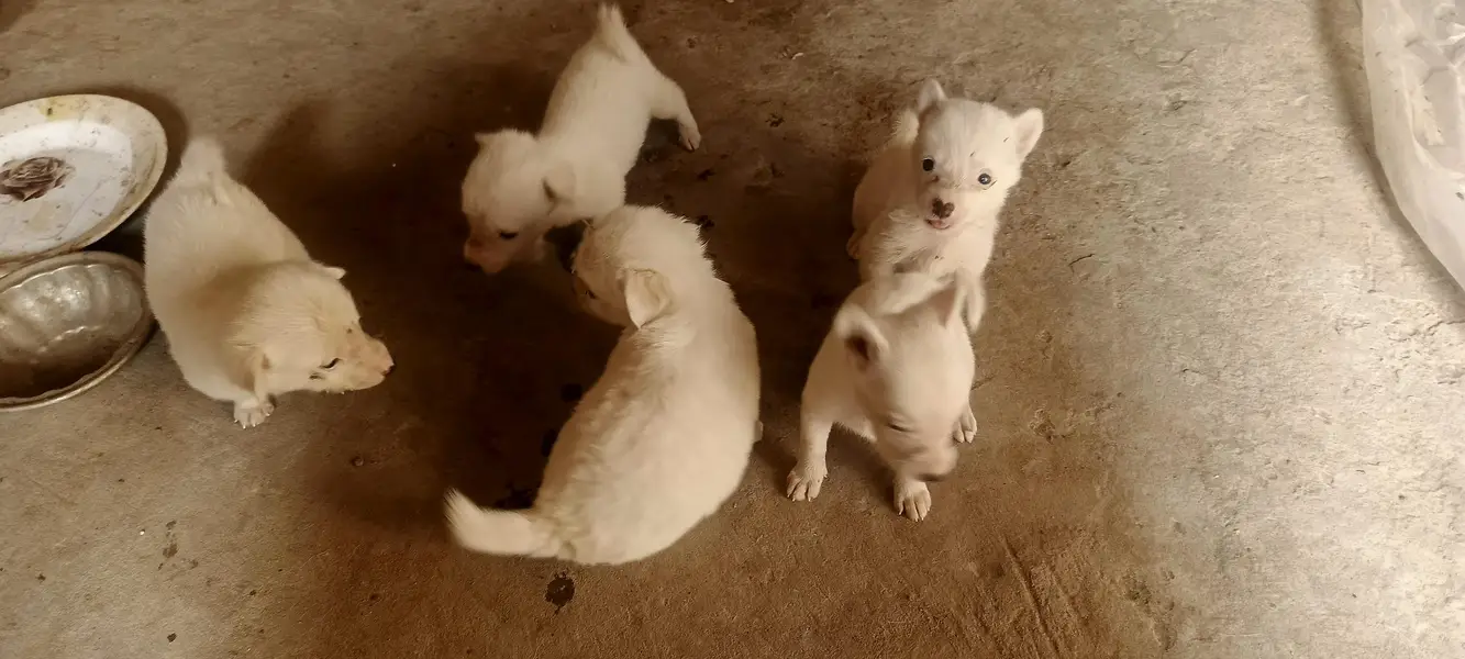 5 Russian Dogs — photo 6