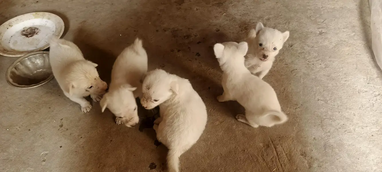 5 Russian Dogs — photo 7