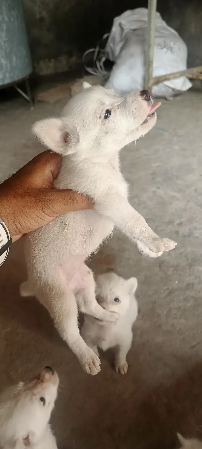 5 Russian Dogs — photo 8