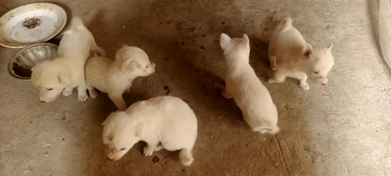 5 Russian Dogs — photo 11