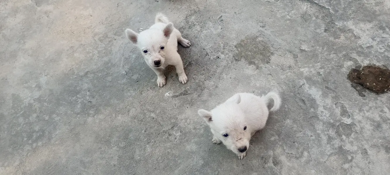 5 Russian Dogs — photo 12