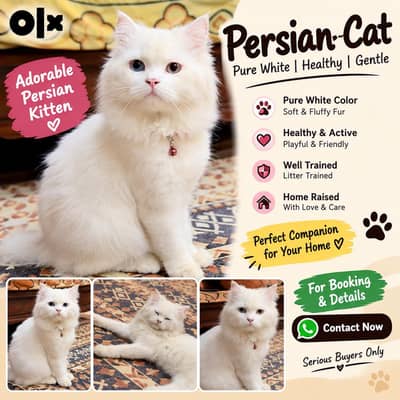 Persian Cat triple coated