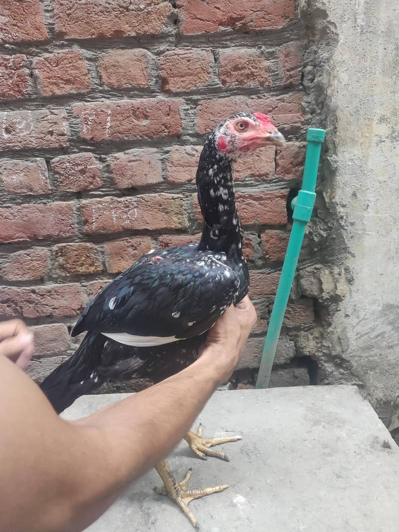 Thai pakoye patha 2