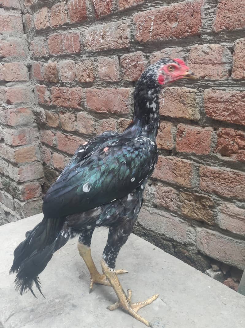 Thai pakoye patha 3