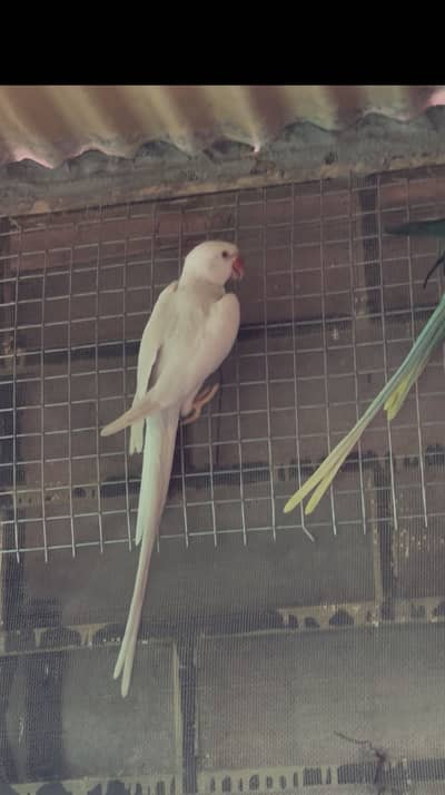 Ringneck white male