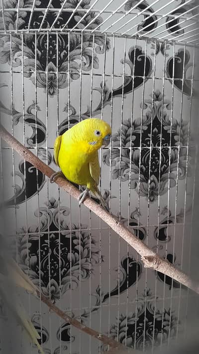 Australian parrots / Budgies / Budgries / Parakeet
