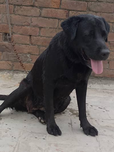 Labrador dog 03064249567
