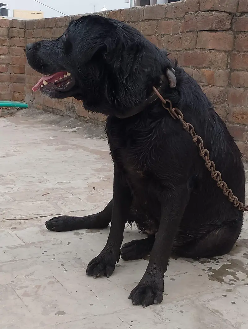Labrador dog 03064249567 — photo 2