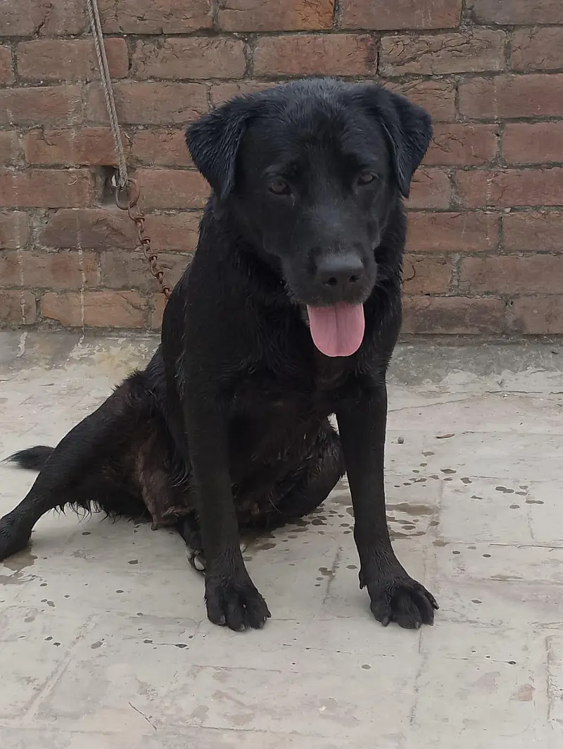 Labrador dog 03064249567 — photo 3