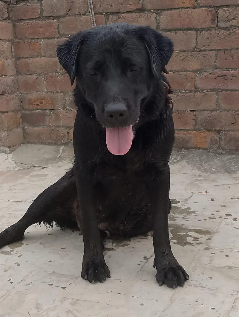Labrador dog 03064249567 — photo 4