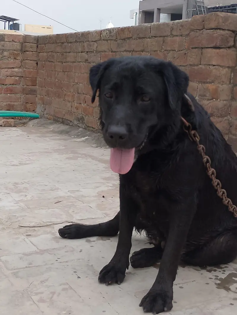 Labrador dog 03064249567 — photo 5