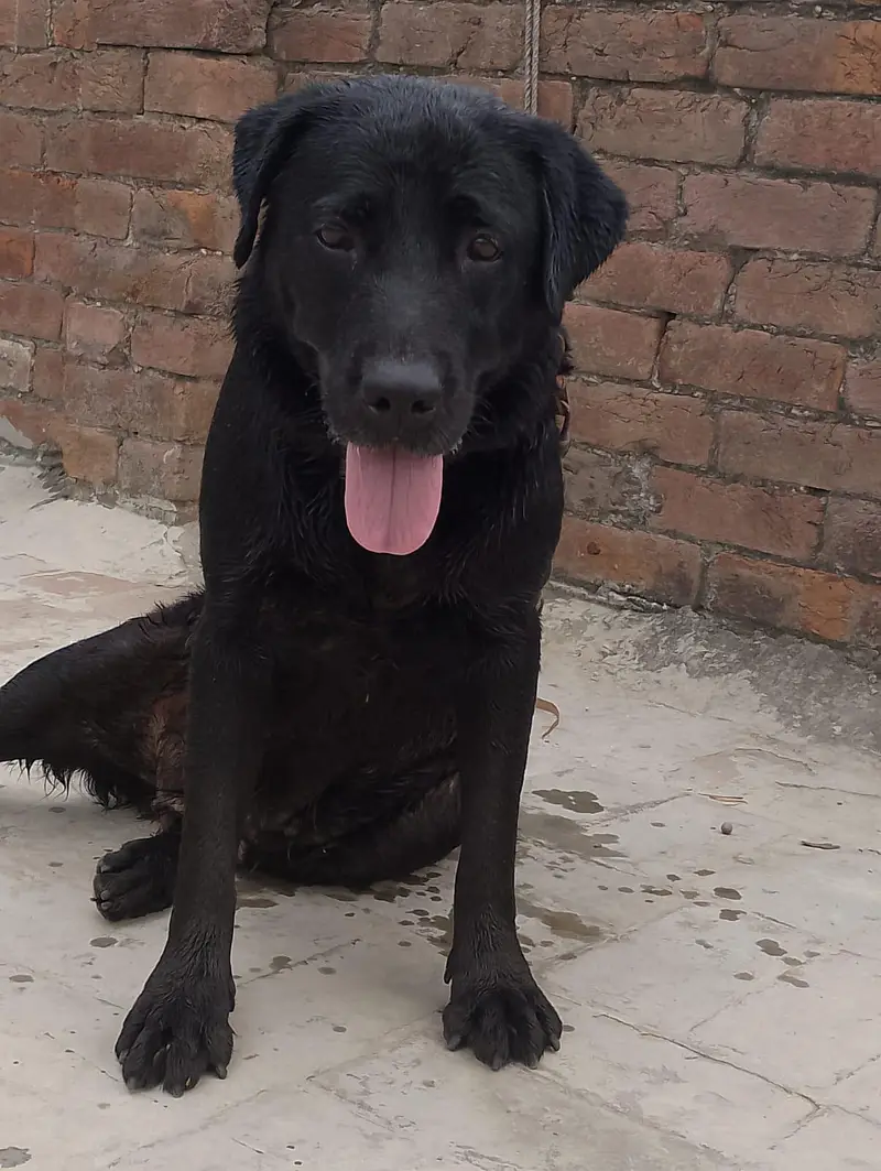 Labrador dog 03064249567 — photo 6