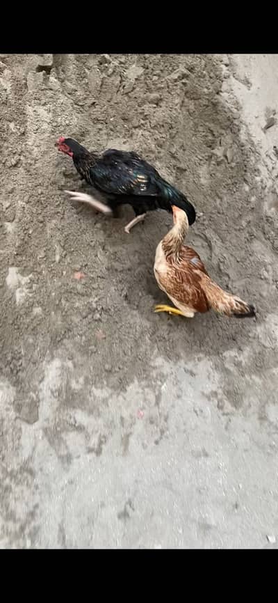 Aseel ka pair ha