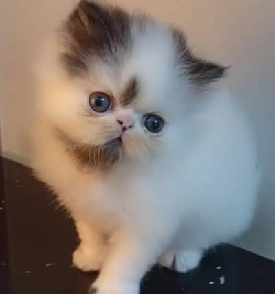 Imported Persian Kitten | CFA Bloodline | Premium Quality