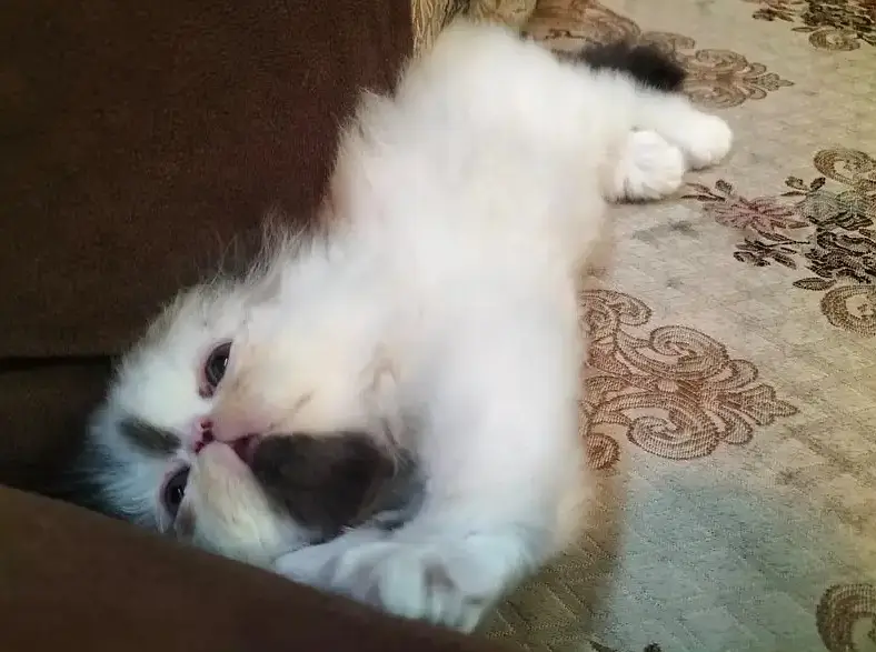 Imported Persian Kitten | CFA Bloodline | Premium Quality — photo 2