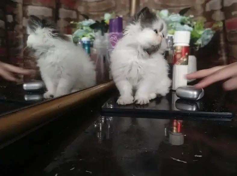 Imported Persian Kitten | CFA Bloodline | Premium Quality — photo 3