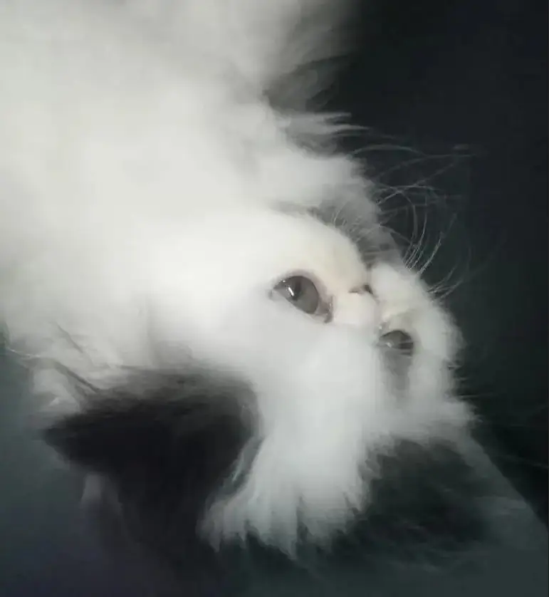 Imported Persian Kitten | CFA Bloodline | Premium Quality — photo 4