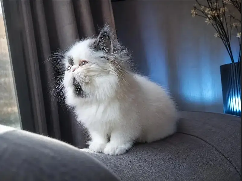 Imported Persian Kitten | CFA Bloodline | Premium Quality — photo 5