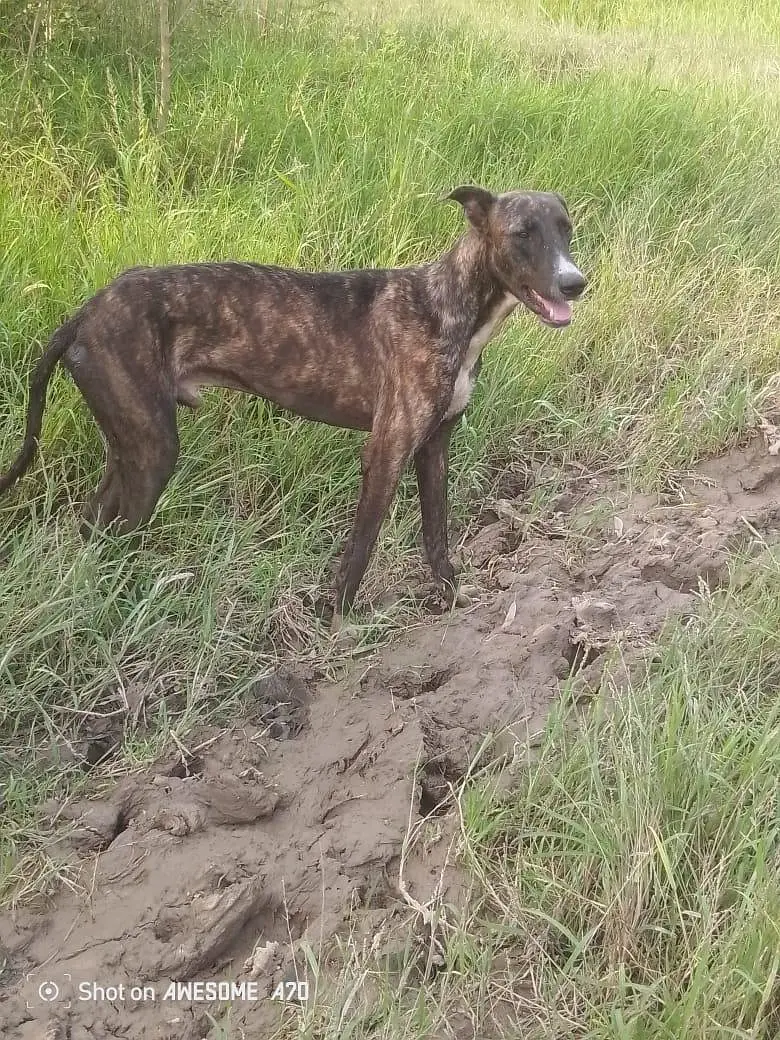 31+ buli tazi — photo 4