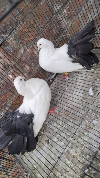 Healthy and active Black tail
