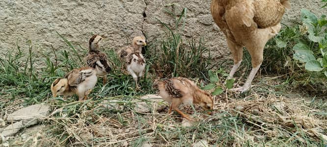 6 chicks