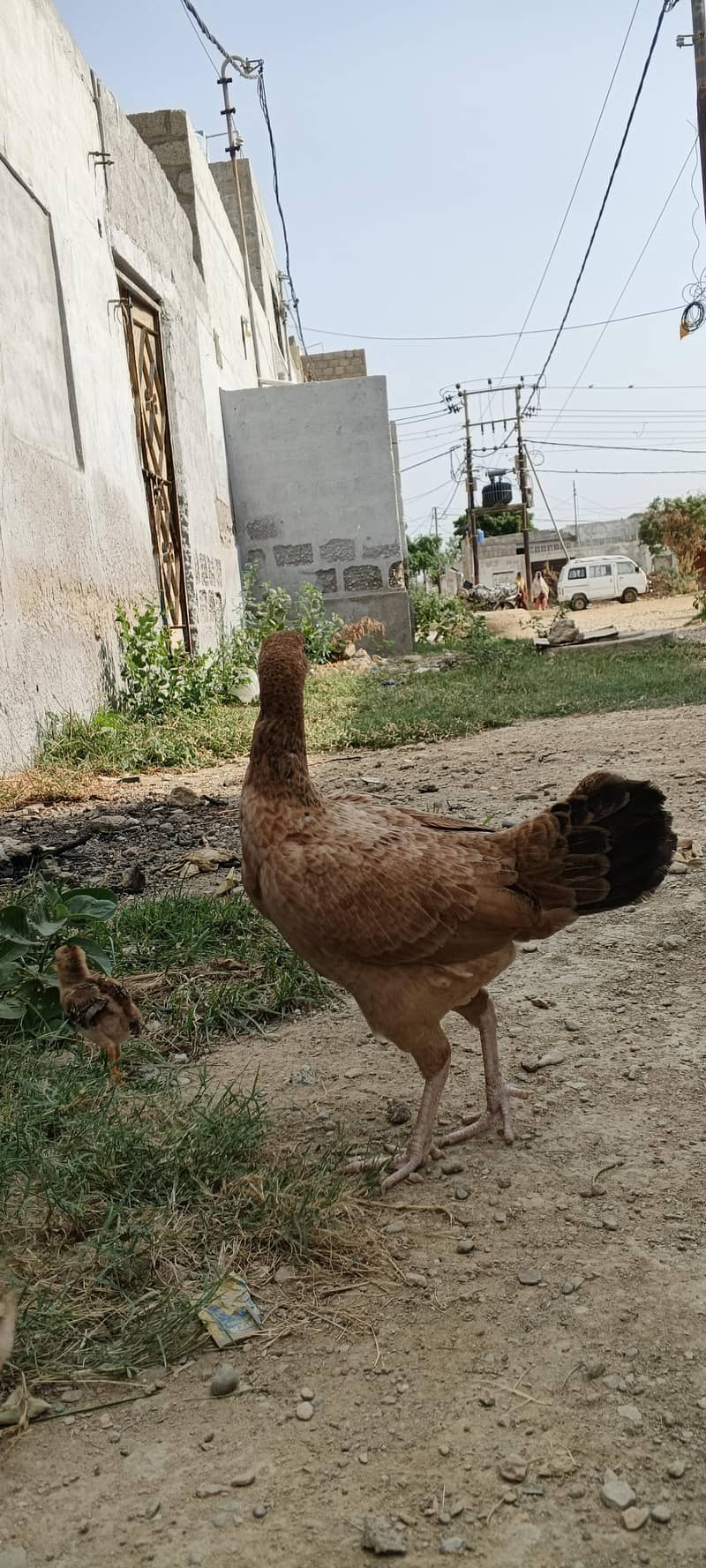 6 chicks 1