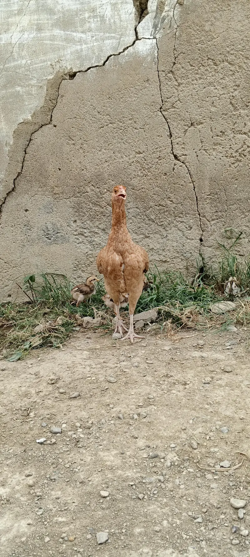 6 chicks — photo 3