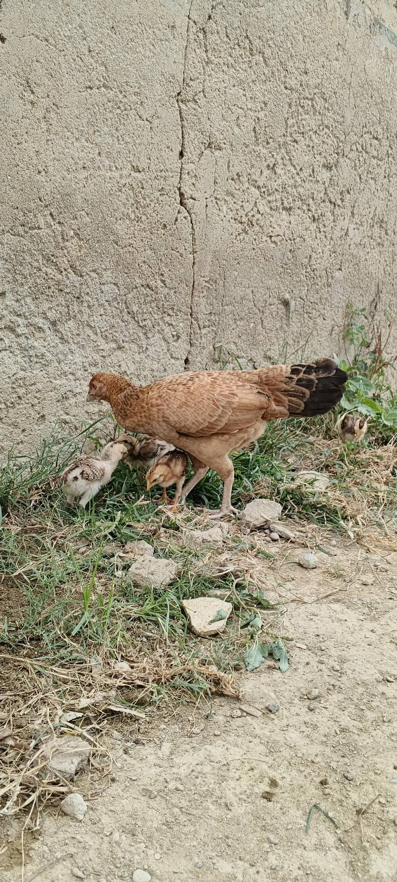 6 chicks 3