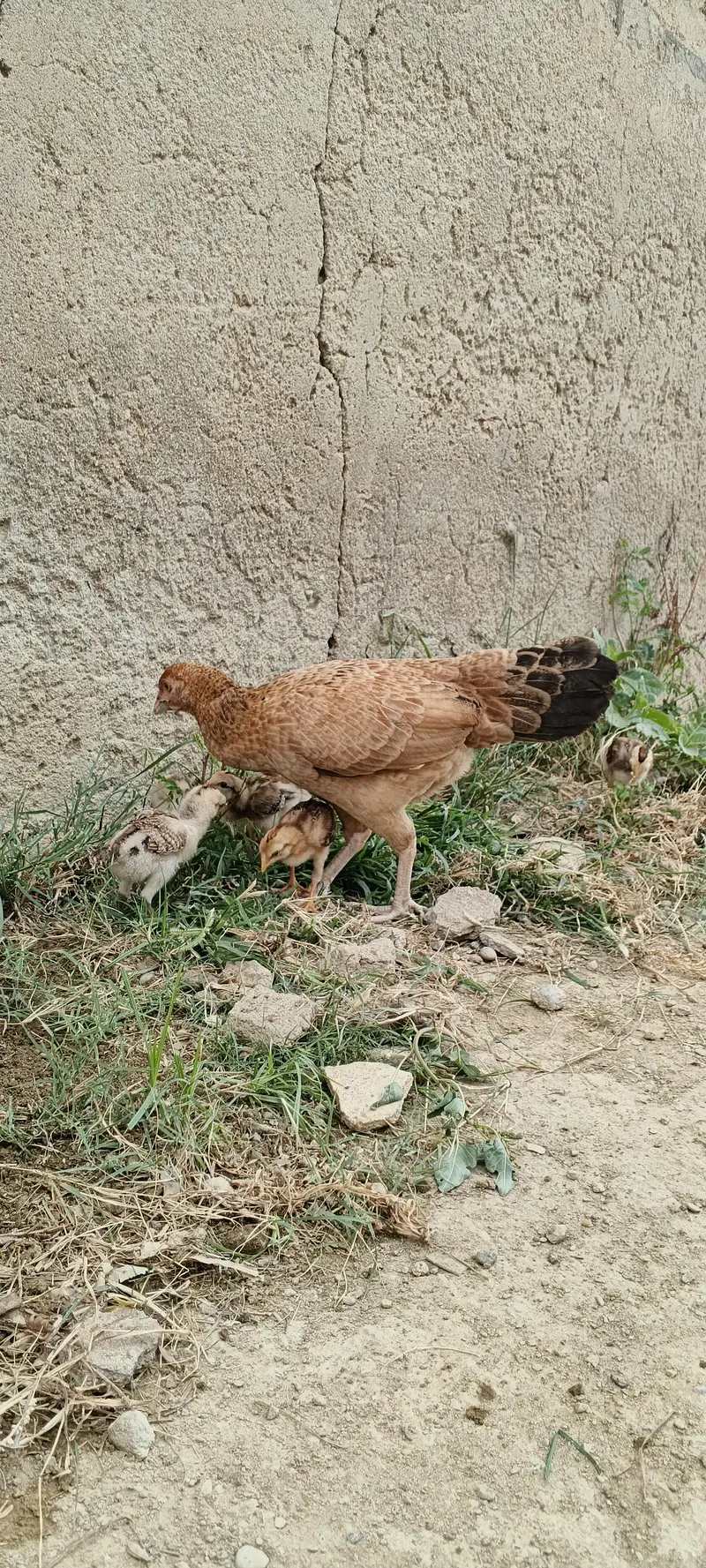 6 chicks — photo 4