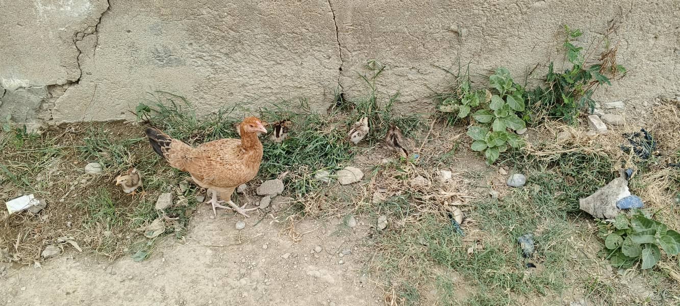 6 chicks 4