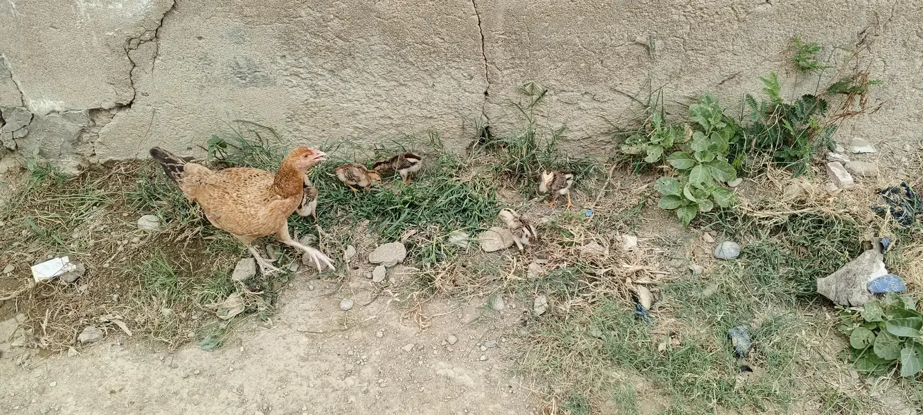 6 chicks — photo 6