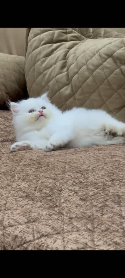 White Persian Kittens