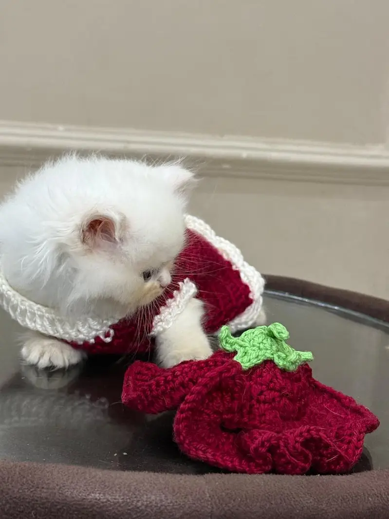 White Persian Kittens — photo 2