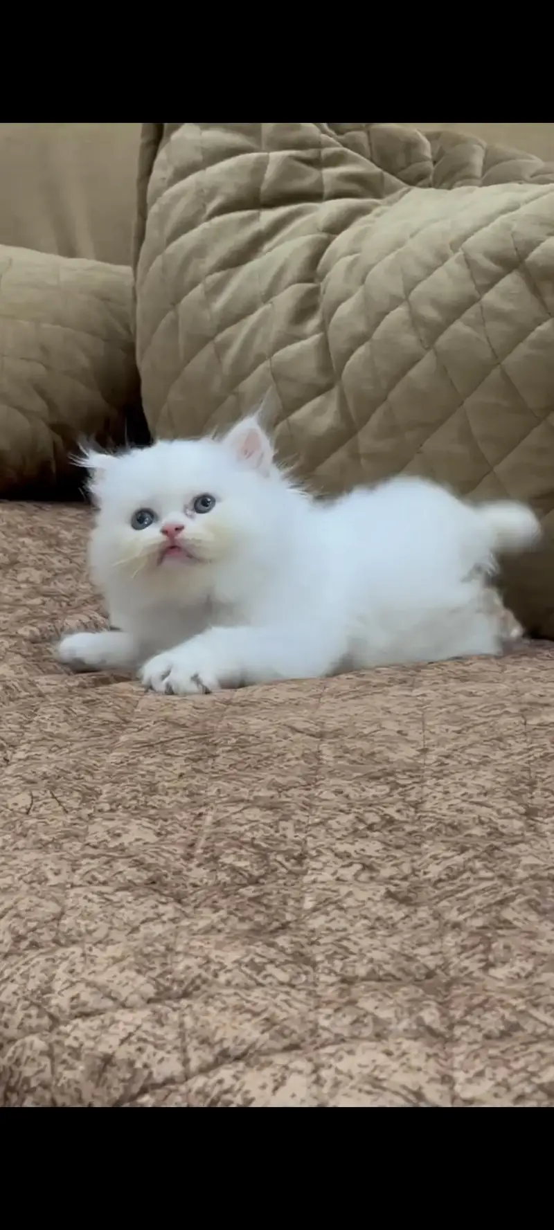 White Persian Kittens — photo 3