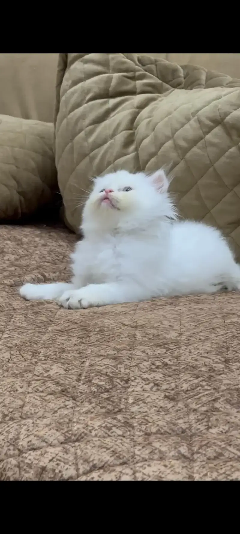 White Persian Kittens — photo 4
