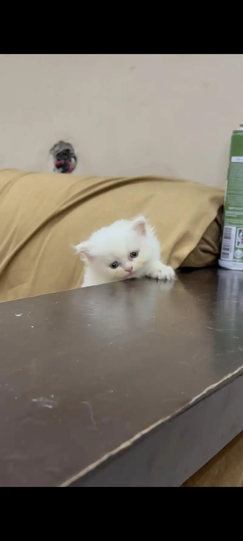 White Persian Kittens — photo 5