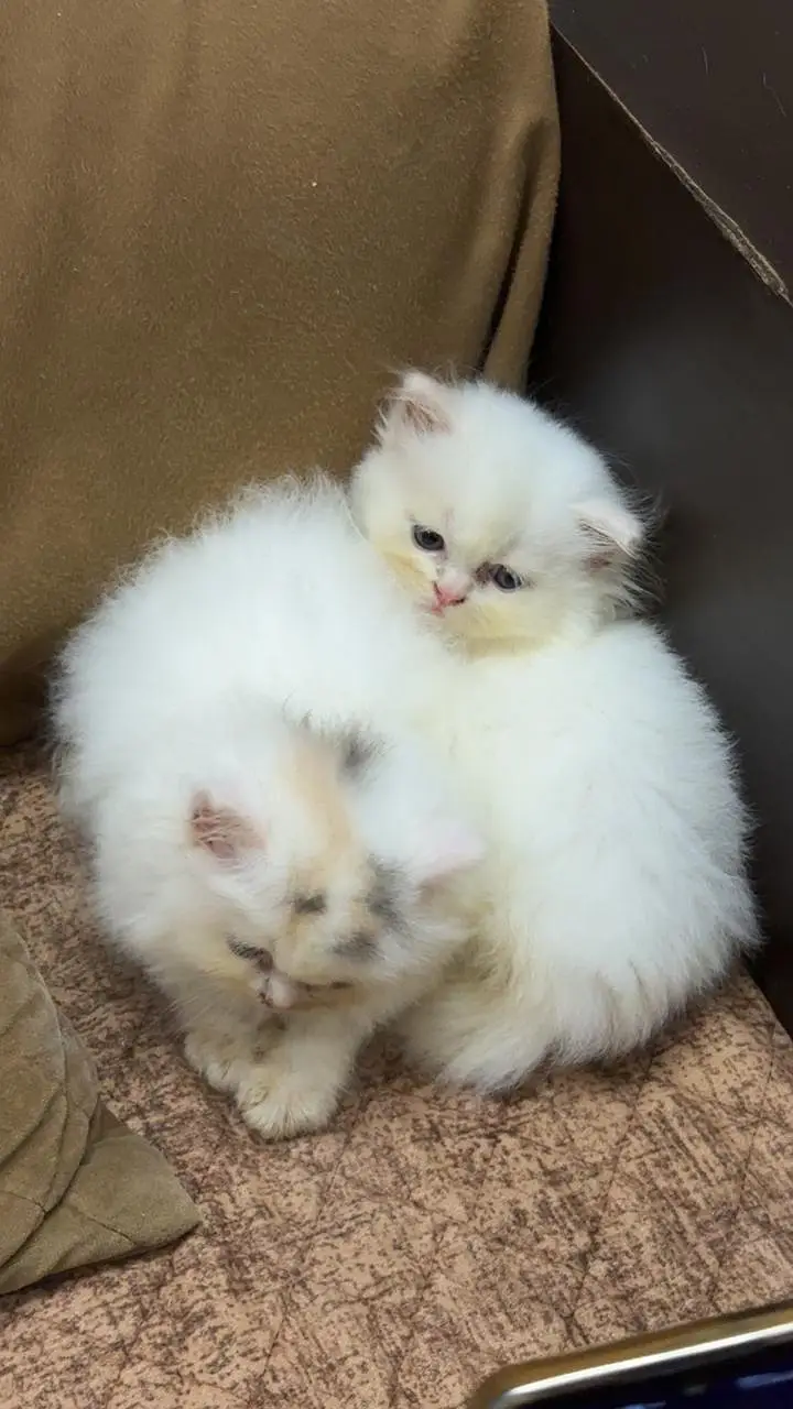 White Persian Kittens — photo 6