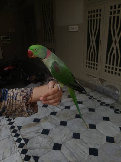 Fully hand tame